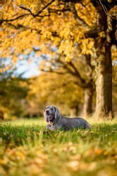 Weimaraner