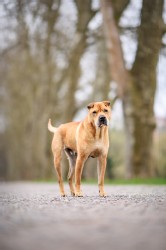 Shar Pei