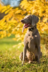 Weimaraner