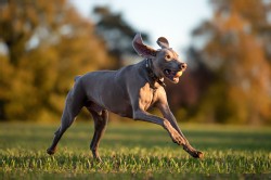 Weimaraner