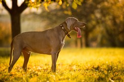 Weimaraner
