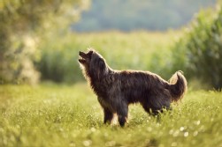 berger des pyrénées