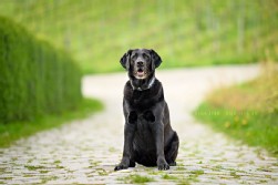 Labrador schwarz
