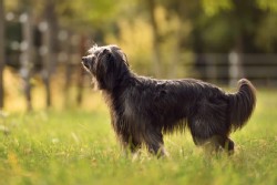 berger des pyrénées