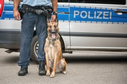 Polizei Hund