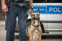 Polizei Hund