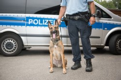 Polizei Hund