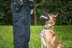 Polizei Hund