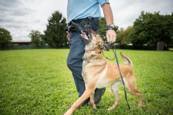 Polizei Hund