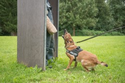 Polizei Hund