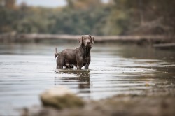 Labrador Silber
