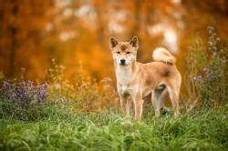 Shiba Inu
