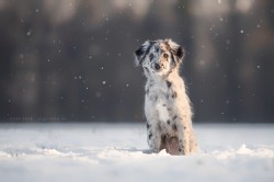 berger des pyrénées