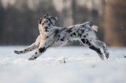 berger des pyrénées