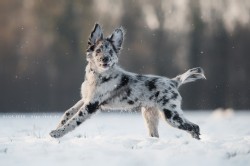 berger des pyrénées