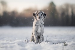 berger des pyrénées