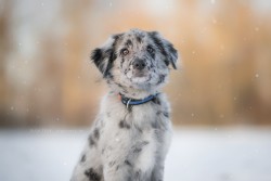 berger des pyrénées