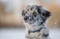 berger des pyrénées