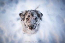 berger des pyrénées