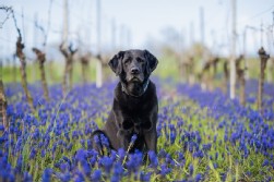 Labrador schwarz