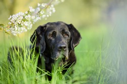 Labrador schwarz