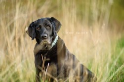 Labrador schwarz