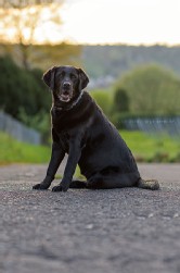 Labrador schwarz